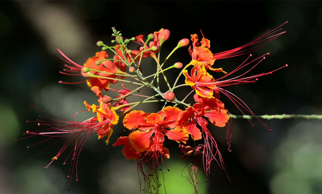 日喀则花帮主百科词条创建案例